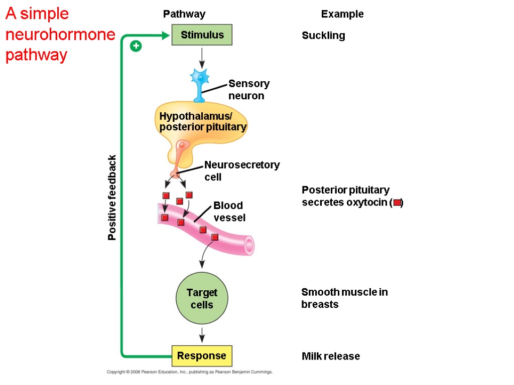 Chapter 45 Hormones and the Endocrine System. Overview